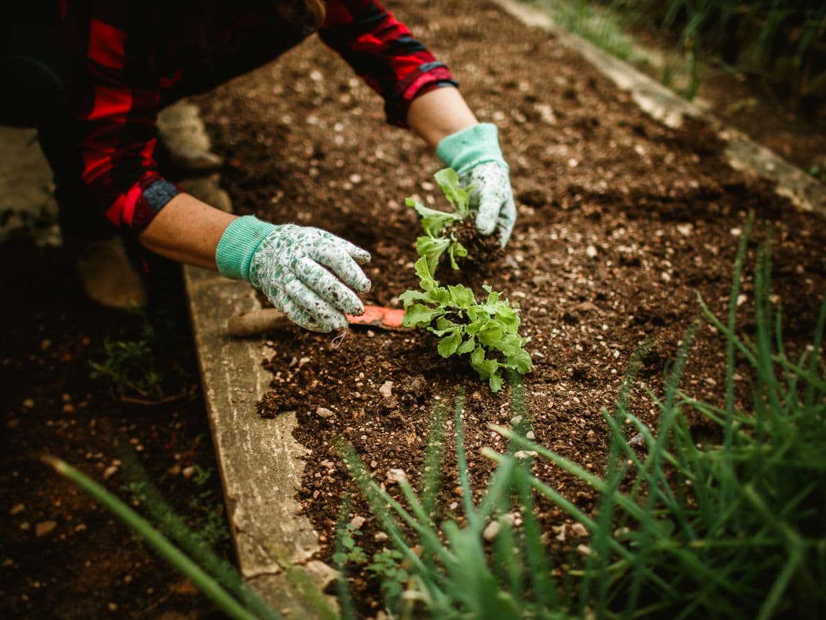 Gardener planting seedlings in a garden bed