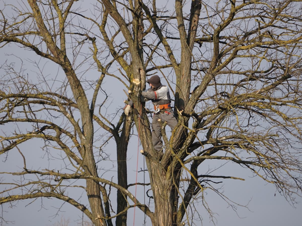 Arborist in a safety harness pruning a large tree