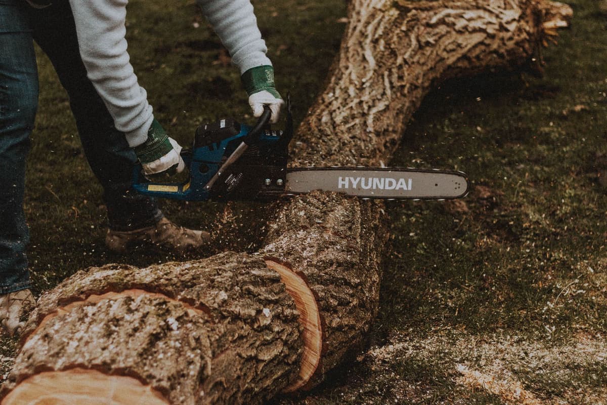 Professional arborist performing tree service work on a real job